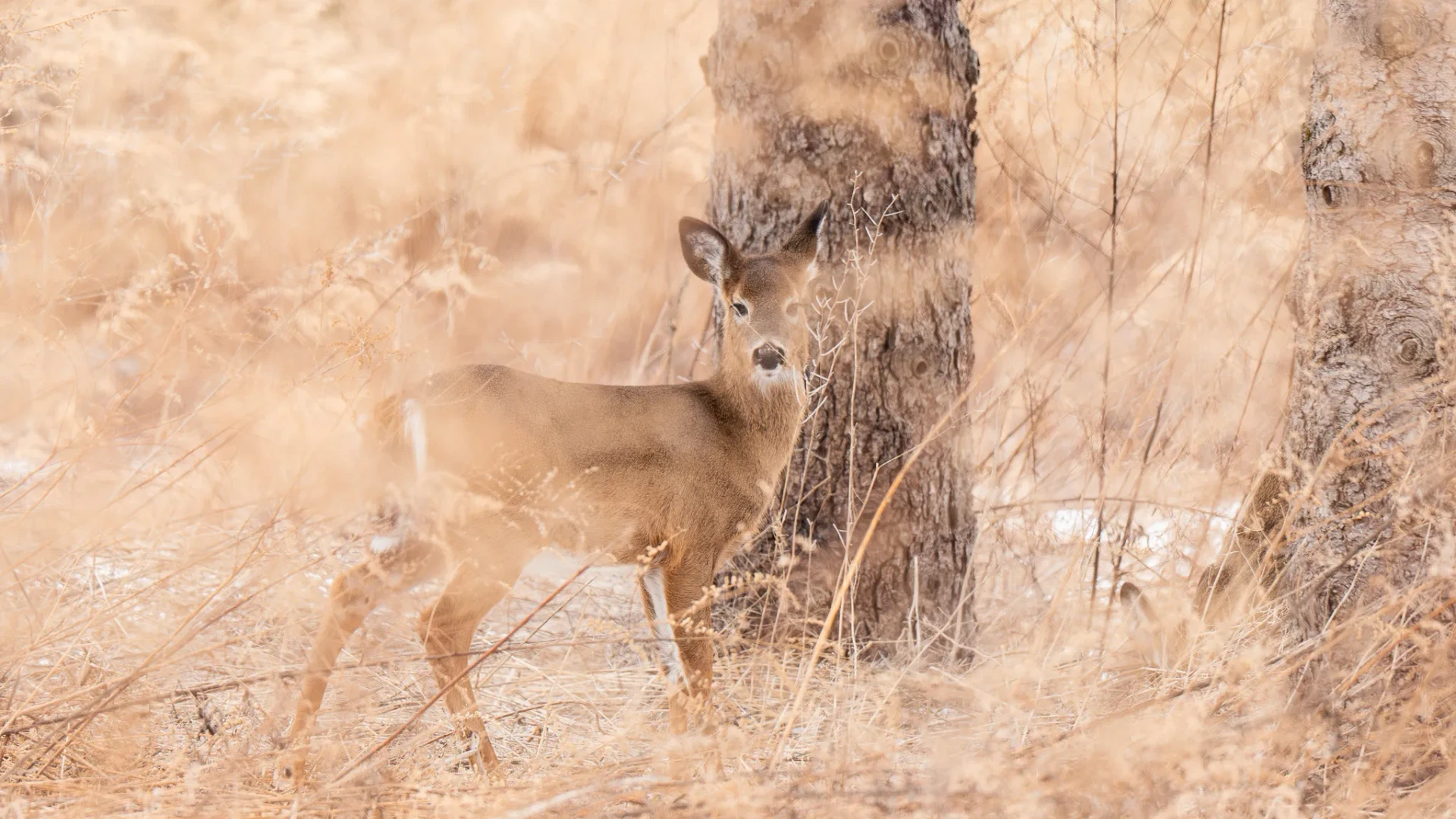 Nature 14