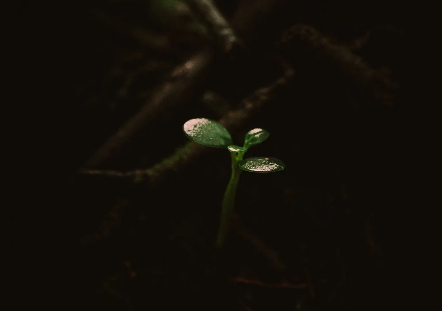 Nature 15