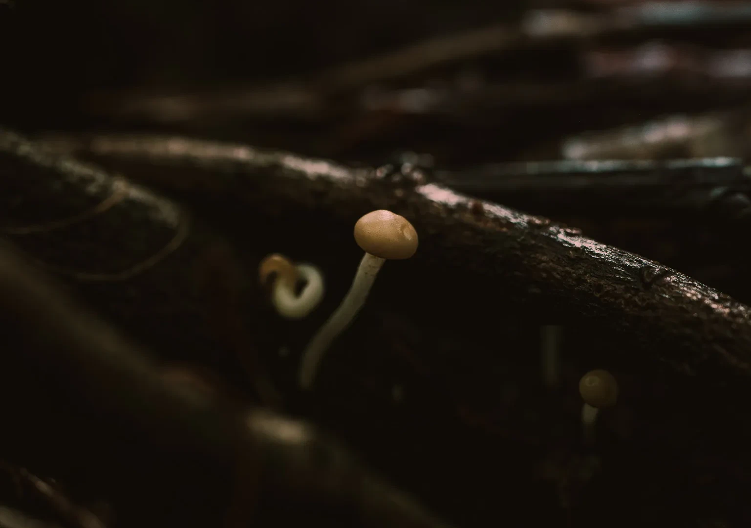 Nature 16