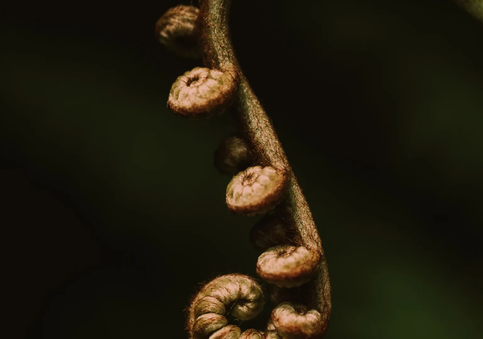 Nature 17