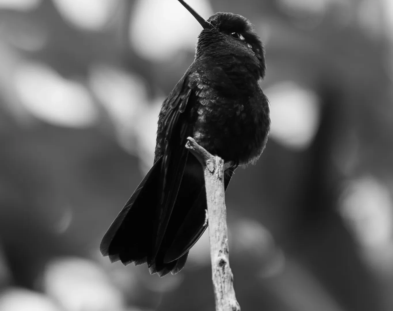 Nature 18