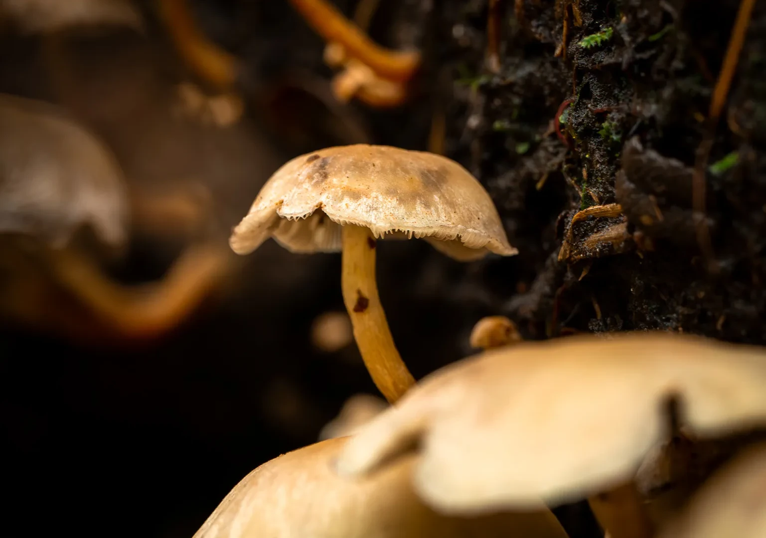 Nature 19