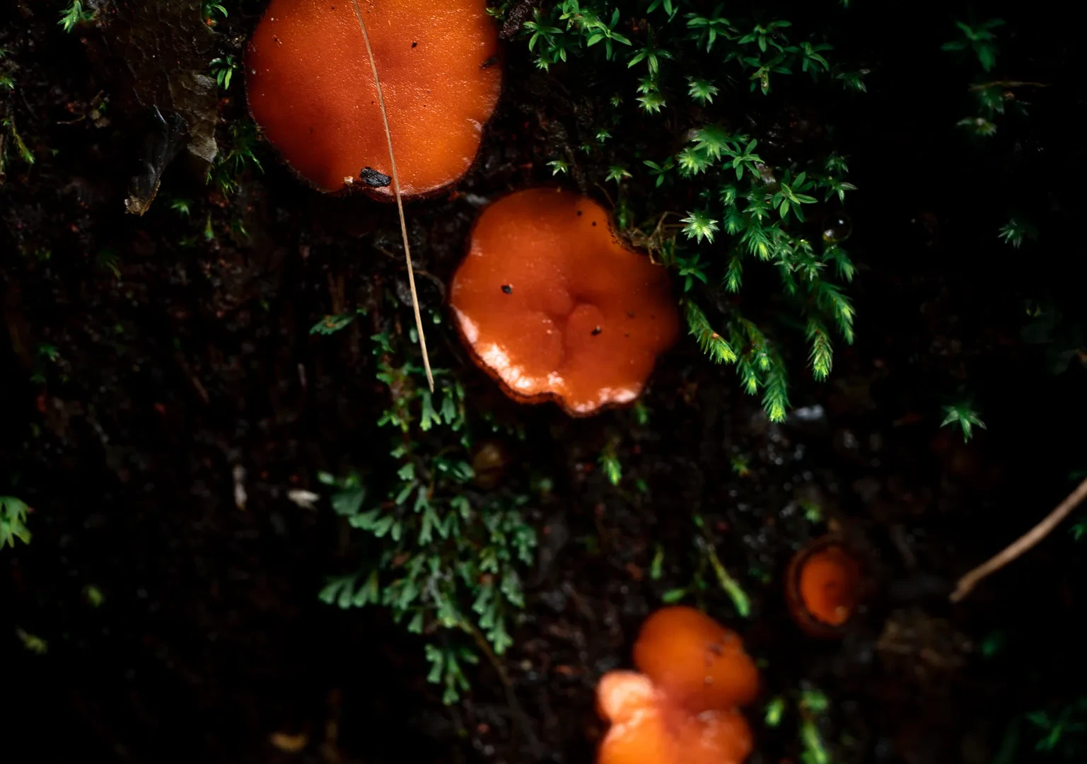 Nature 20