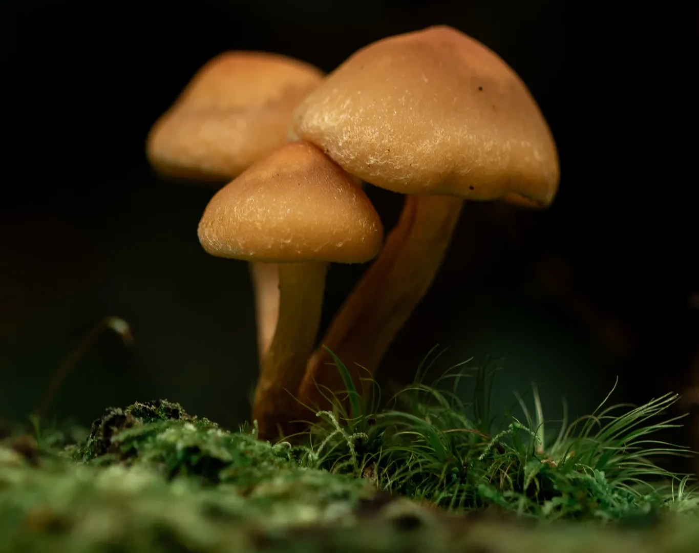 Nature 21