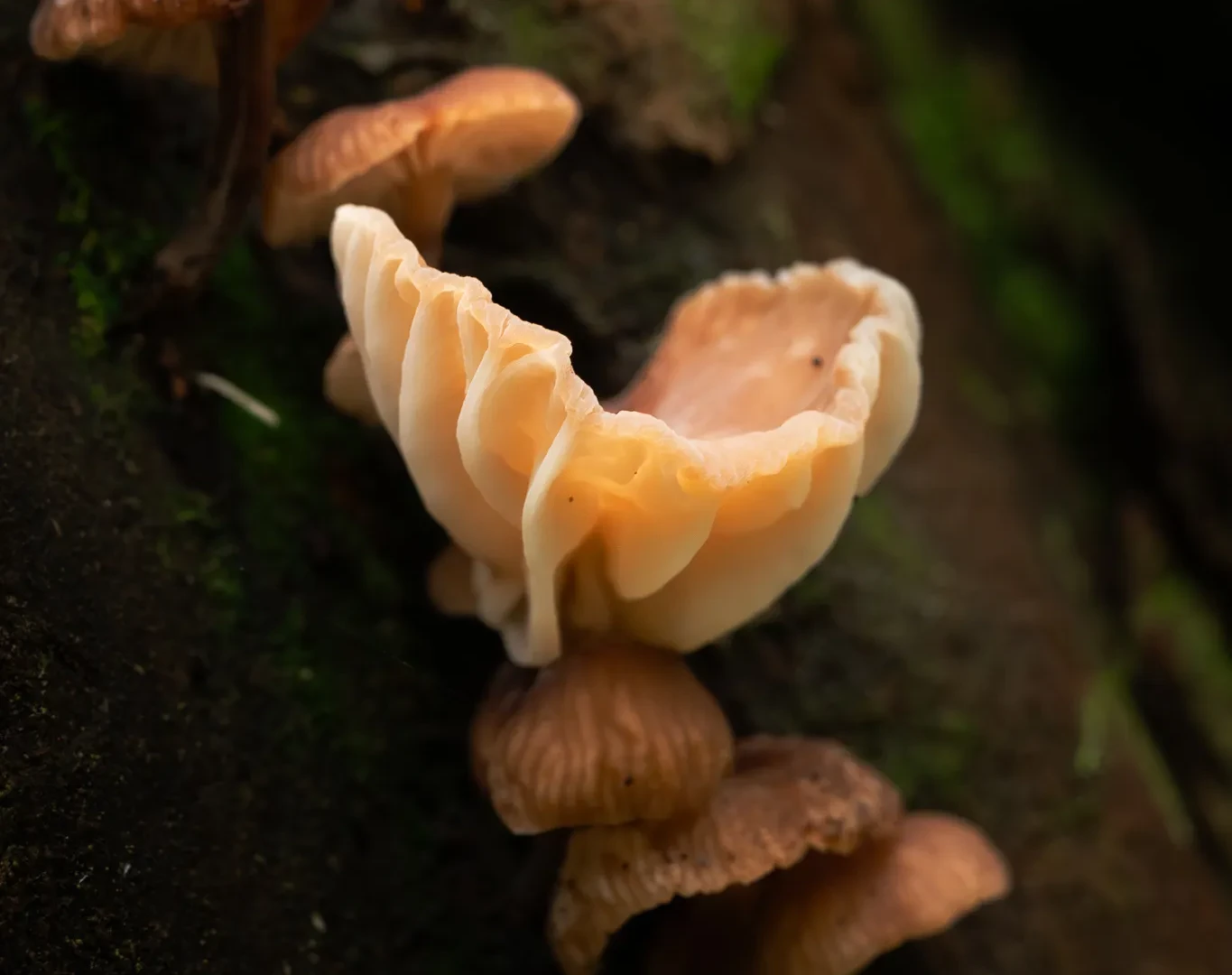 Nature 22
