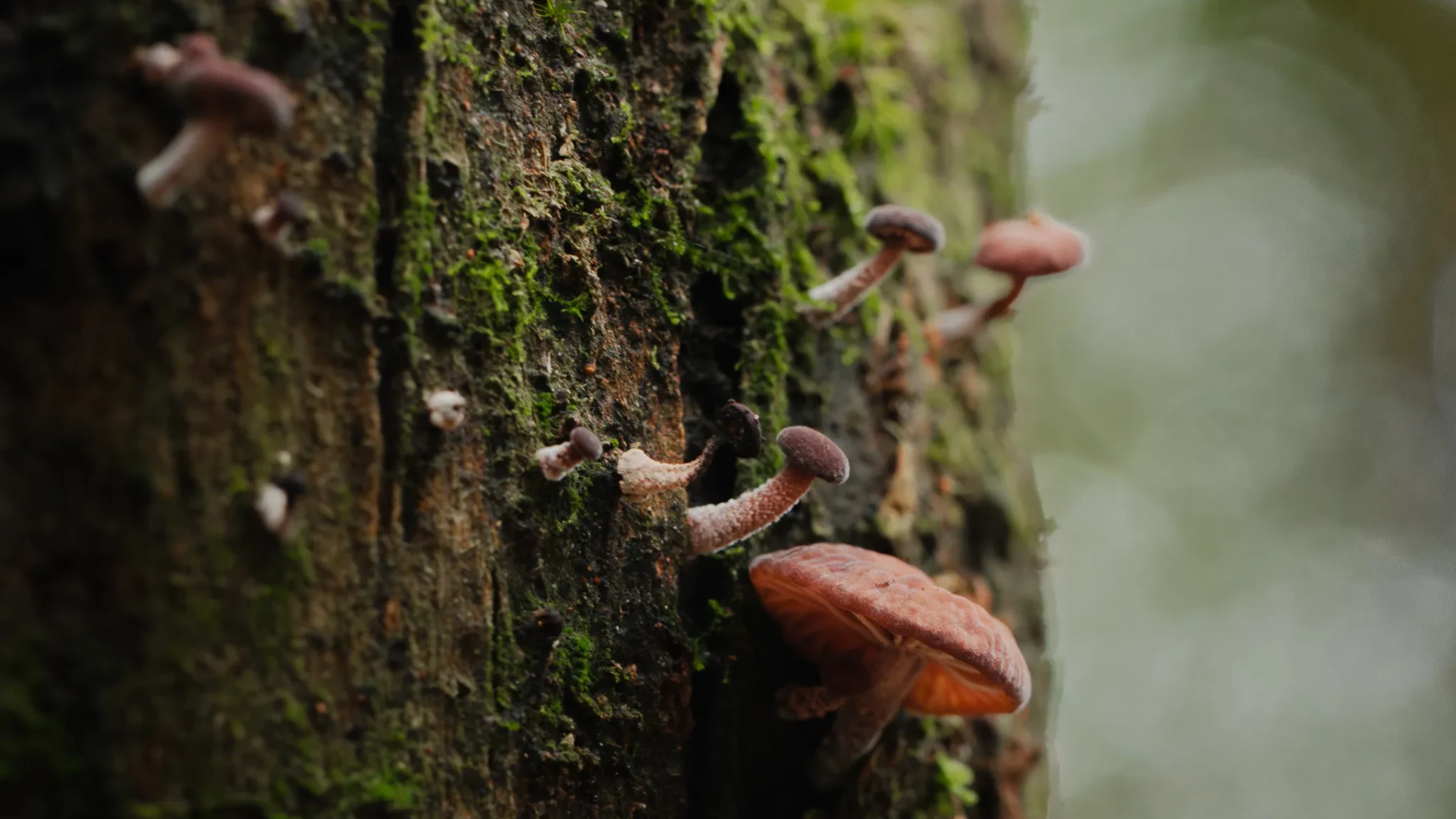 Nature 23