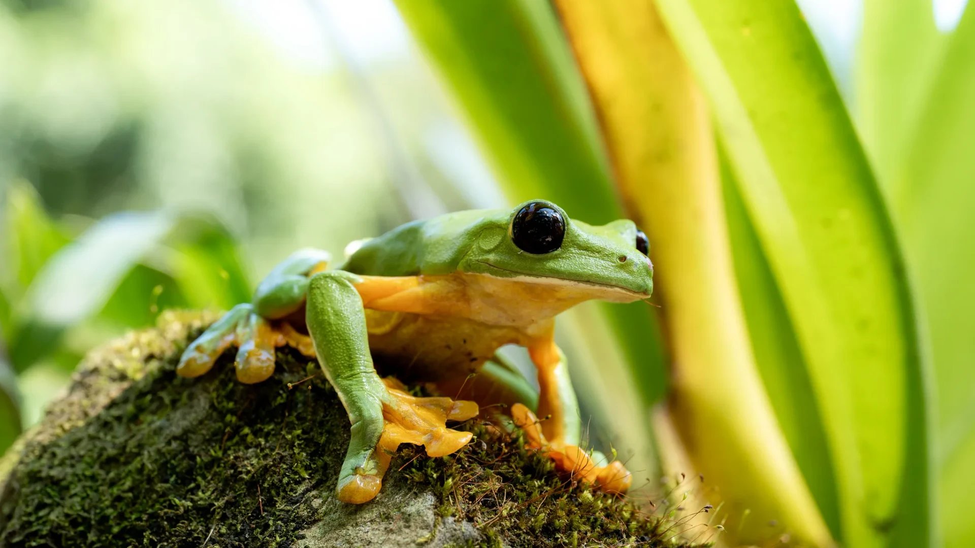 Nature 5